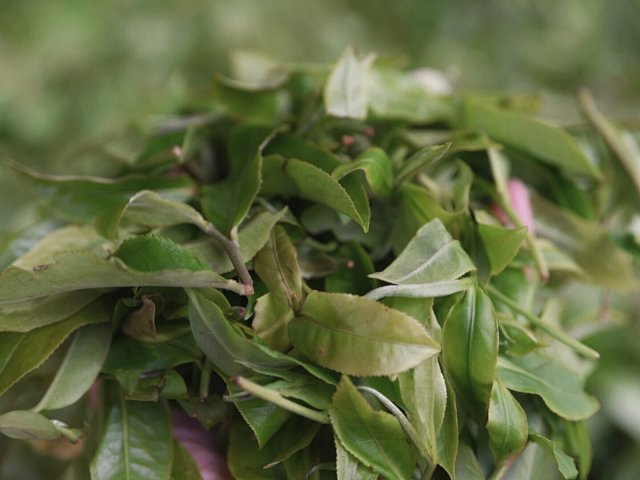 Ancient Tree Black Tea detail 7